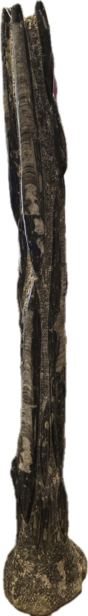 Riesige Orthhoceras in 3 D