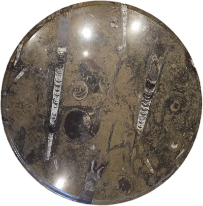 Runder Fossiltisch mit riesigen Orthoceras